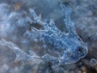 Korallenartiges Muster in Eisschicht